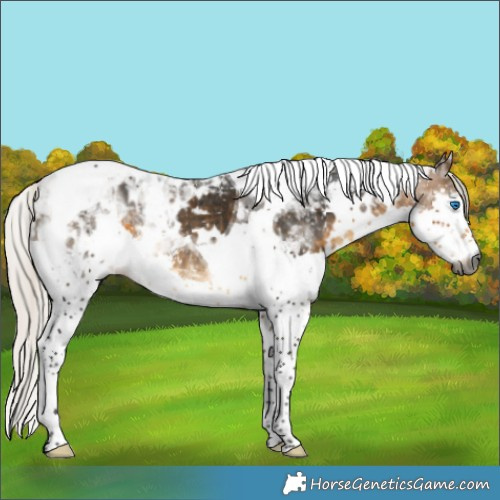 Horse Color:Gray White Spotted Silver Buckskin Splash Tobiano Appaloosa 