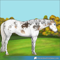 Horse Color:Gray White Spotted Silver Buckskin Splash Tobiano Appaloosa 