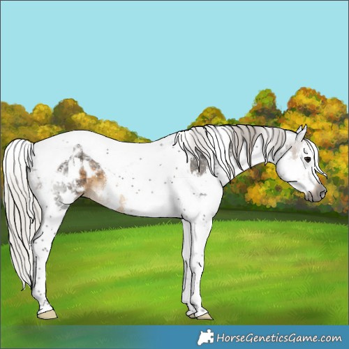 Horse Color:Gray White Spotted Silver Smoky Black Splash Tobiano Appaloosa