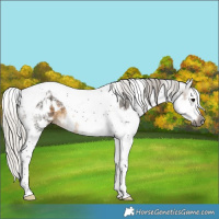 Horse Color:Gray White Spotted Silver Smoky Black Splash Tobiano Appaloosa