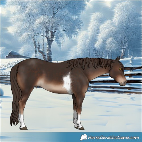 Horse Color:Liver Chestnut Tobiano 