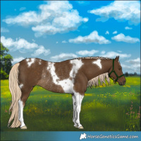 Horse Color:Chocolate Palomino Tobiano Rabicano