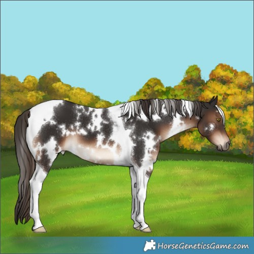 Horse Color:White Spotted Liver Chestnut Tobiano 