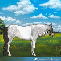 Horse Color:Liver Red Roan Tobiano Rabicano 