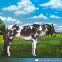 Horse Color:White Spotted Liver Chestnut Tobiano 