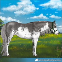 Horse Color:Platinum White Spotted Liver Chestnut Sabino 