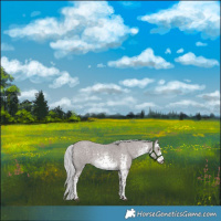 Horse Color:Platinum White Spotted Chocolate Palomino Dun Sabino Rabicano 