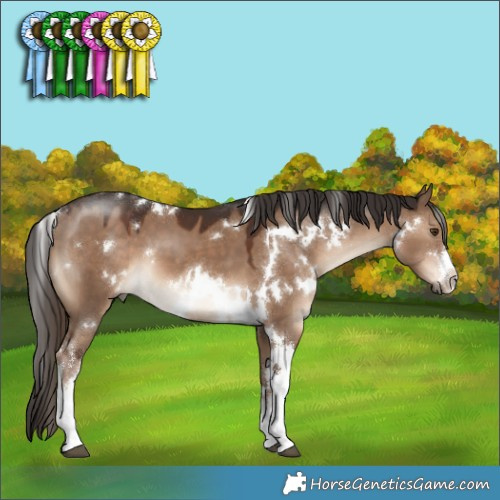 Horse Color:White Spotted Liver Red Dun 