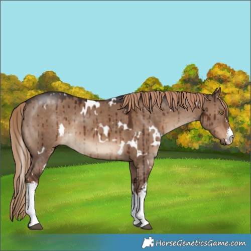 Horse Color:White Spotted Liver Red Dun Brindle 