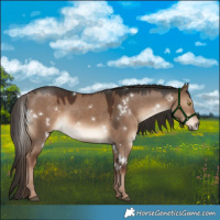 Horse Color:White Spotted Liver Red Dun 