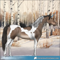Horse Color:Liver Red Dun Tobiano