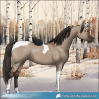 Horse Color:Liver Red Dun Tobiano 