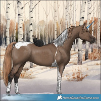 Horse Color:Liver Red Dun Tobiano