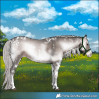 Horse Color:Platinum White Spotted Liver Red Onyx Sabino 