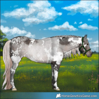 Horse Color:Platinum White Spotted Liver Chestnut 