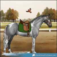 Horse Color:Gray Silver Black Tobiano Rabicano 