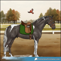 Horse Color:Silver Black Tobiano Rabicano