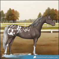 Horse Color:Silver Black Tobiano Blanket Rabicano 