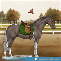 Horse Color:Silver Black Tobiano Rabicano