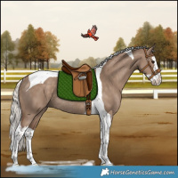 Horse Color:Silver Grullo Splash Tobiano Rabicano 