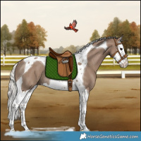 Horse Color:Silver Grullo Splash Tobiano Rabicano 