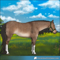Horse Color:White Spotted Liver Red Dun Brindle 
