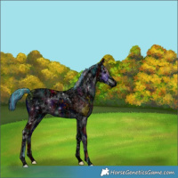 Horse Color:ERROR: UNKNOWN ANOMALY