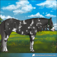 Horse Color:Platinum White Spotted Liver Chestnut 