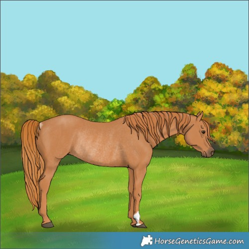 Horse Color:Chestnut Rabicano 