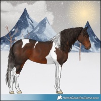 Horse Color:Liver Chestnut Tobiano 