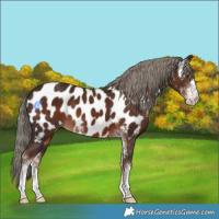 Horse Color:Liver Chestnut Mushroom Sabino Near Leopard 