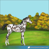 Horse Color:Brown Dun Tobiano Appaloosa 