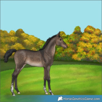 Horse Color:Brown Dun Tobiano 