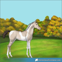 Horse Color:Classic Champagne Dun Tobiano