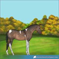 Horse Color:Brown Dun Tobiano 