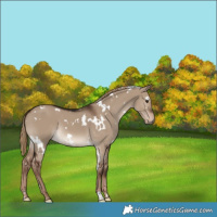Horse Color:White Spotted Liver Red Dun 