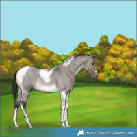 Horse Color:Brown Roan Dun Tobiano Frame 