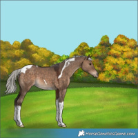 Horse Color:Silver Brown Dun Tobiano 