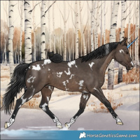 Horse Color:White Spotted Brown Dun 