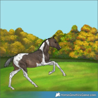 Horse Color:Brown Dun Tobiano 