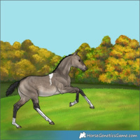 Horse Color:Brown Dun Tobiano 