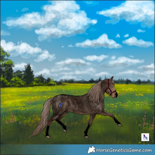 Horse Color:Void White Spotted Liver Red Dun Roan Rabicano 