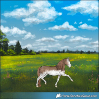 Horse Color:White Spotted Liver Red Dun Rabicano 