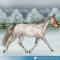 Horse Color:Chocolate Palomino Roan Tobiano 
