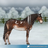 Horse Color:White Spotted Liver Chestnut 