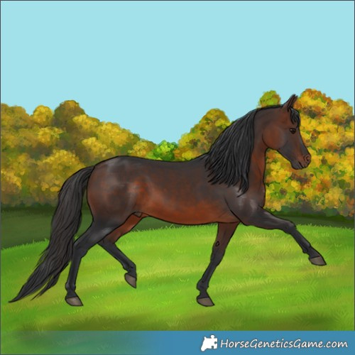 Horse Color:Brown Rabicano 