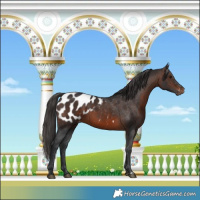 Horse Color:Brown Appaloosa Rabicano 