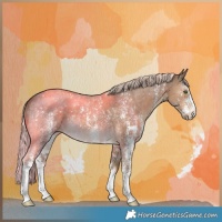 Horse Color:Chocolate Palomino Sabino 