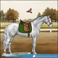 Horse Color:White Spotted Silver Grullo Chinchilla Splash Tobiano Rabicano 