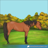 Horse Color:Bay 